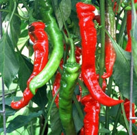 Rot Nardello Gemüsesamen for für den Hausgarten