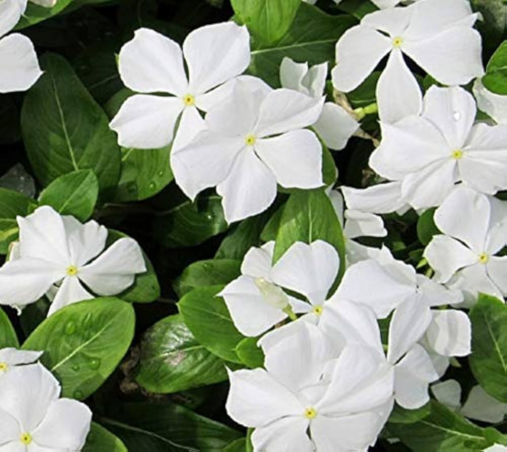 Madagascar Blumensamen zur Aussaat duftend Blüten Traditionssorte & ohne Gentechnik Samen Hausgarten