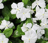 Madagascar Blumensamen zur Aussaat duftend Blüten Traditionssorte & ohne Gentechnik Samen Hausgarten