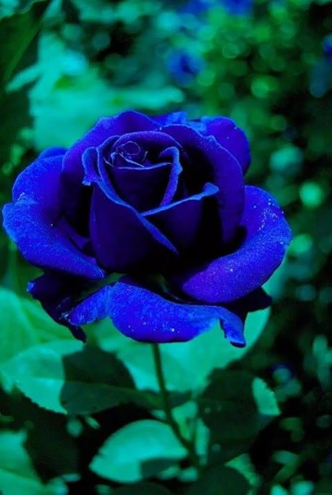 dunkel Blau Rose Blumensamen zur Aussaat robust Sorte Traditionssorte & ohne Gentechnik Samen Hausgarten