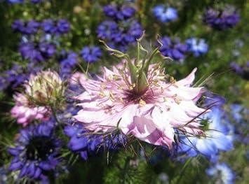 Rosa nigella damascena blume samen for anpflanzung - wildflower mix, heirloom & gmo free samen for home garten
 
 sale for anpflanzung in home garten.