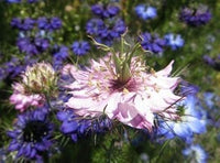 Rosa nigella damascena blume samen for anpflanzung - wildflower mix, heirloom & gmo free samen for home garten
 
 sale for anpflanzung in home garten.