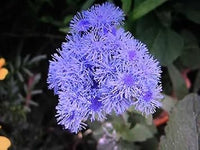 Floss blume samen for anpflanzung - low maintenance, heirloom & gmo free samen for home garten
 
 sale samen for home garten