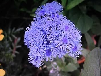 Floss blume samen for anpflanzung - low maintenance, heirloom & gmo free samen for home garten
 
 sale samen for home garten
