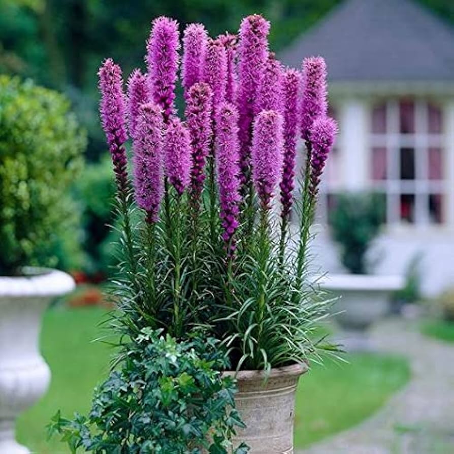 Liatris Spicata Blumensamen zur Aussaat leuchtend Blüten Traditionssorte & ohne Gentechnik Samen Hausgarten
