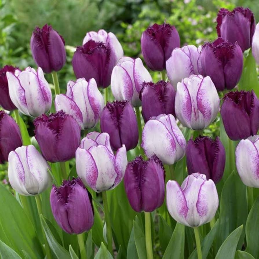 Violet and weiß tulip blume samen for anpflanzung
