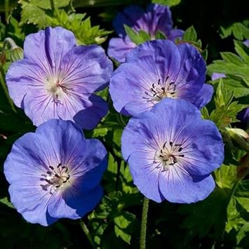 Rozanne blume samen for anpflanzung - vibrant colors, heirloom & gmo free samen for home garten
 
 sale samen for home garten