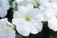 Petunia blume samen for full sun garten anpflanzung