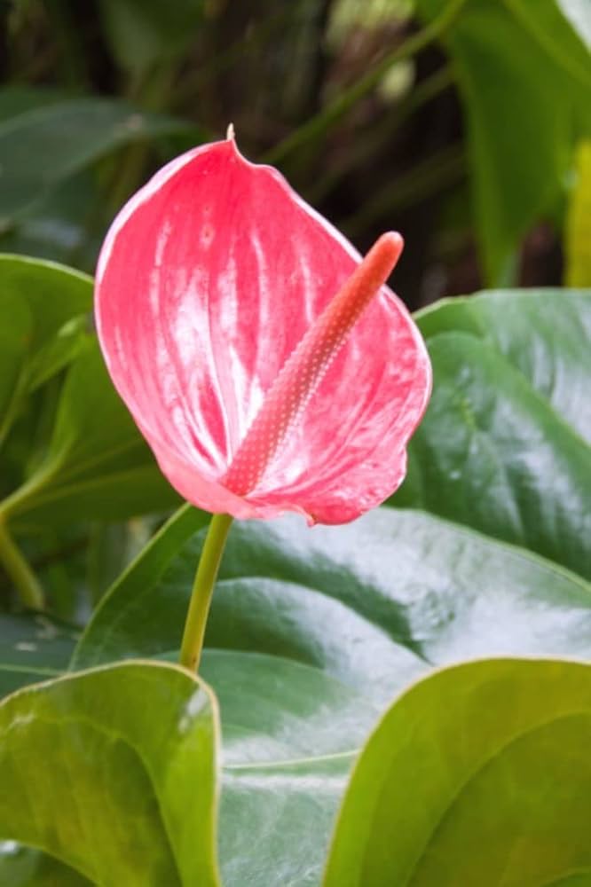 Anthurium andraeanum samen (heirloom non-gmo blume samen for anpflanzung
 
 sale) samen for home garten