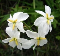 Weiß leucocoryne blume samen for anpflanzung - long bloom season, heirloom & gmo free samen for home garten
 
 sale samen for anpflanzung in home garten
