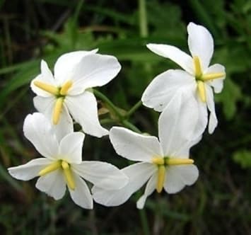 Weiß leucocoryne blume samen for anpflanzung - long bloom season, heirloom & gmo free samen for home garten
 
 sale samen for anpflanzung in home garten