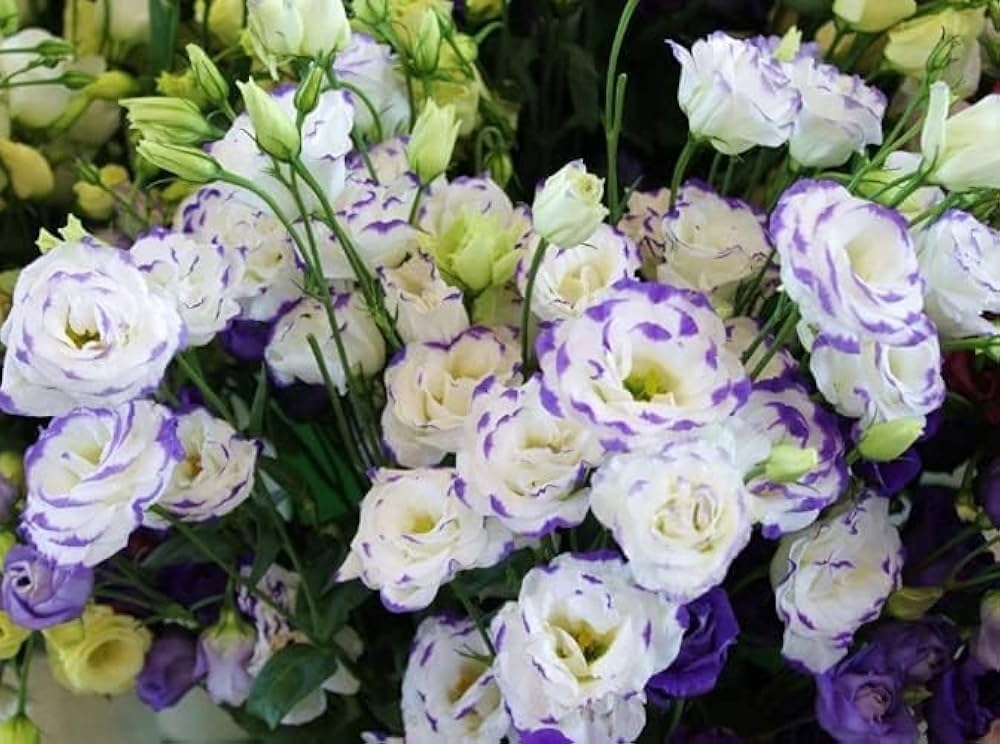 Blau und Weiß Lisianthus Blumensamen zur Aussaat