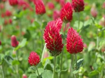Rot clover blume samen for anpflanzung - easy to grow, heirloom & gmo free samen for home garten
sale samen for home garten