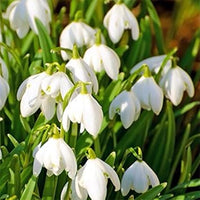 Weiß snowdrop blume samen for anpflanzung - long bloom season, heirloom & gmo free samen for home garten
 
 sale for anpflanzung in home garten