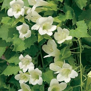 Maurandya weiß lophospermum samen – pollinator-friendly heirloom non-gmo blumen for garten anpflanzung
 
 sale samen for home garten