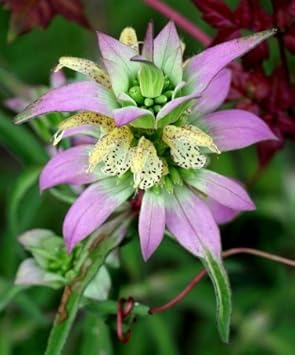 Lila Monarda Punctata Blumensamen zur Aussaat – saisonal Dauerblüher – Traditionssorte & ohne Gentechnik Samen Hausgarten