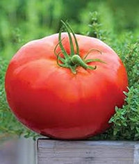 Cosmonaut Volkov Traditionell Tomate Samen for Spring Planting | Flavorful, Early Harvest