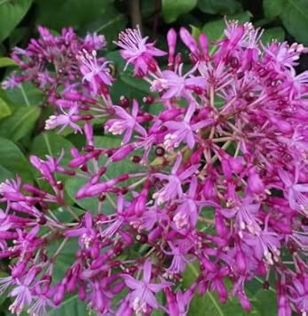 Lila fuchsia blume samen for anpflanzung - seasonal bloomer, heirloom & gmo free samen for home garten
 
 sale for anpflanzung in home garten.