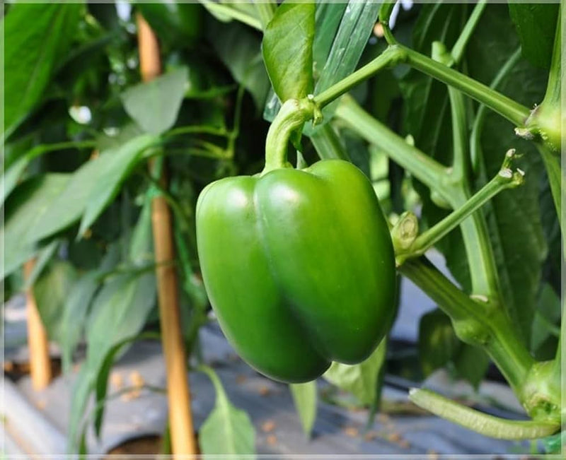 Semi di ortaggi Capsicum per una semina facile