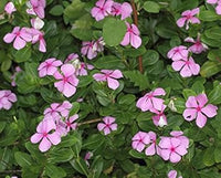Rosa catharanthus blume samen for anpflanzung - seasonal bloomer, heirloom & gmo free samen for home garten
 
 sale samen for anpflanzung in home garten