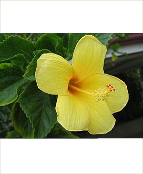 Hibiscus light gelb blume samen for anpflanzung - bright blooms, heirloom & gmo free samen for home garten
 
 sale for anpflanzung in home garten.