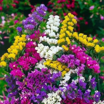 Statice Blumensamen zur Aussaat Schnitt Blume beliebt Traditionssorte & ohne Gentechnik Samen Hausgarten