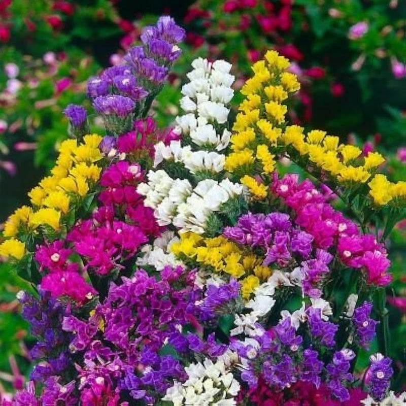 Statice Blumensamen zur Aussaat Schnitt Blume beliebt Traditionssorte & ohne Gentechnik Samen Hausgarten
