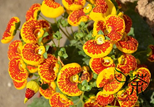 Gelb Calceolaria Crenatiflora Blumensamen zur Aussaat – Drought verträglich – Traditionssorte & ohne Gentechnik Samen Hausgarten