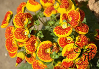 Gelb Calceolaria Crenatiflora Blumensamen zur Aussaat – Drought verträglich – Traditionssorte & ohne Gentechnik Samen Hausgarten