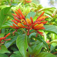 Hamelia Patens Blumensamen zur Aussaat duftend Blüten Traditionssorte & ohne Gentechnik Samen Hausgarten