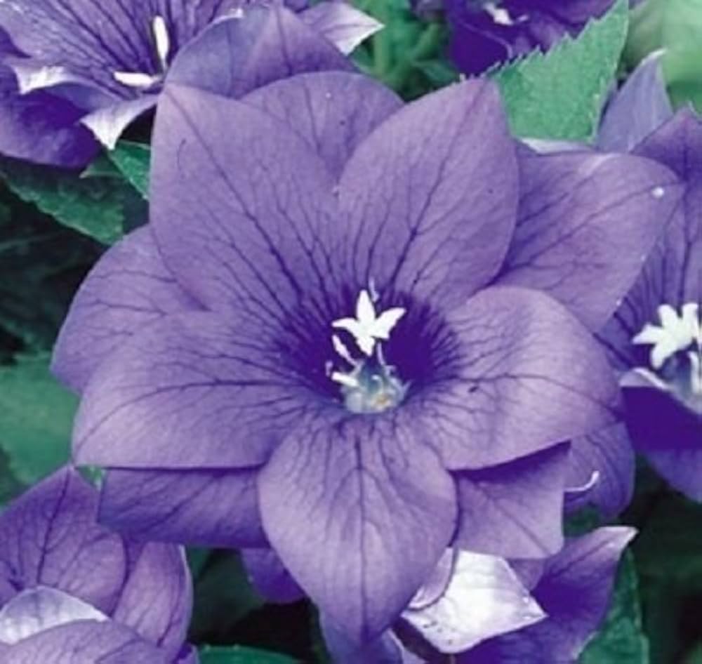 Blau Platycodon gefüllt Balloon Samen einzigartig Puffy Blumen