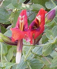 Rot monkey blume samen for anpflanzung - compact growth, heirloom & gmo free samen for home garten
 
 sale for anpflanzung in home garten.