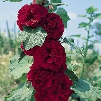 Maroon hollyhock blume samen for anpflanzung - hardy variety, heirloom & gmo free samen for home garten
 
 sale samen for anpflanzung in home garten