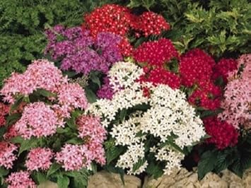 Mixed star pentas blume samen for anpflanzung - shade tolerant, heirloom & gmo free samen for home garten
 
 sale for anpflanzung in home garten.