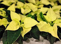 Light gelb poinsettia blume samen for anpflanzung - pollinator friendly, heirloom & gmo free samen for home garten
 
 sale samen for anpflanzung in home garten