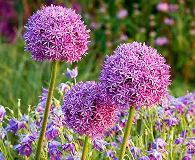 Lila giant allium giganteum blume samen
