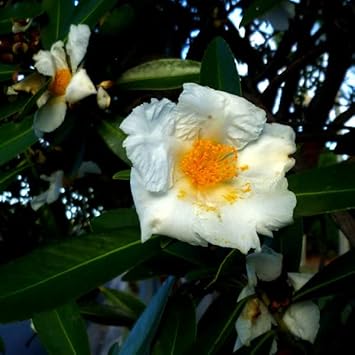 Eggflowers blume samen for anpflanzung - shade tolerant, heirloom & gmo free samen for home garten
 
 sale for anpflanzung in home garten.