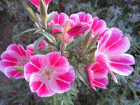 Clarkia Clarkia spp Blumensamen zur Aussaat Blume Beet und Garten