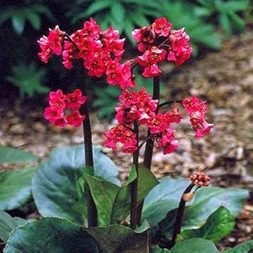 Rot bergenia cordifolia blume samen for anpflanzung - compact growth, heirloom & gmo free samen for home garten
 
 sale samen for anpflanzung in home garten