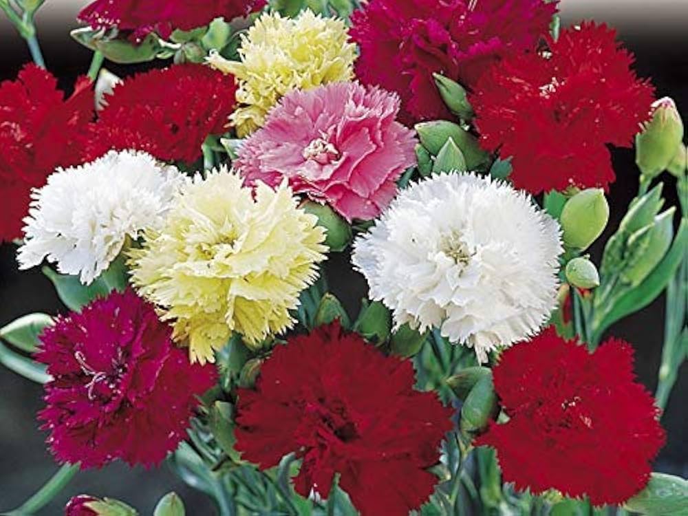 16- Nelke Samen – Nelke Caryophyllus mehrjährig Blume
