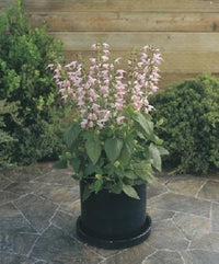 Salvia Nemorosa Sommer Jewel Rosa Samen zur Aussaat Landhaus Garten Blume Pathways