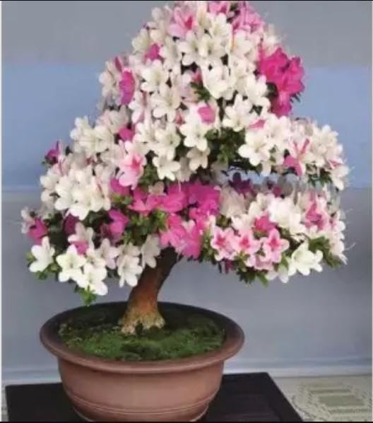 Multi Simsii Bonsai Samen zur Aussaat pflegeleicht Traditionssorte & ohne Gentechnik Samen Hausgarten