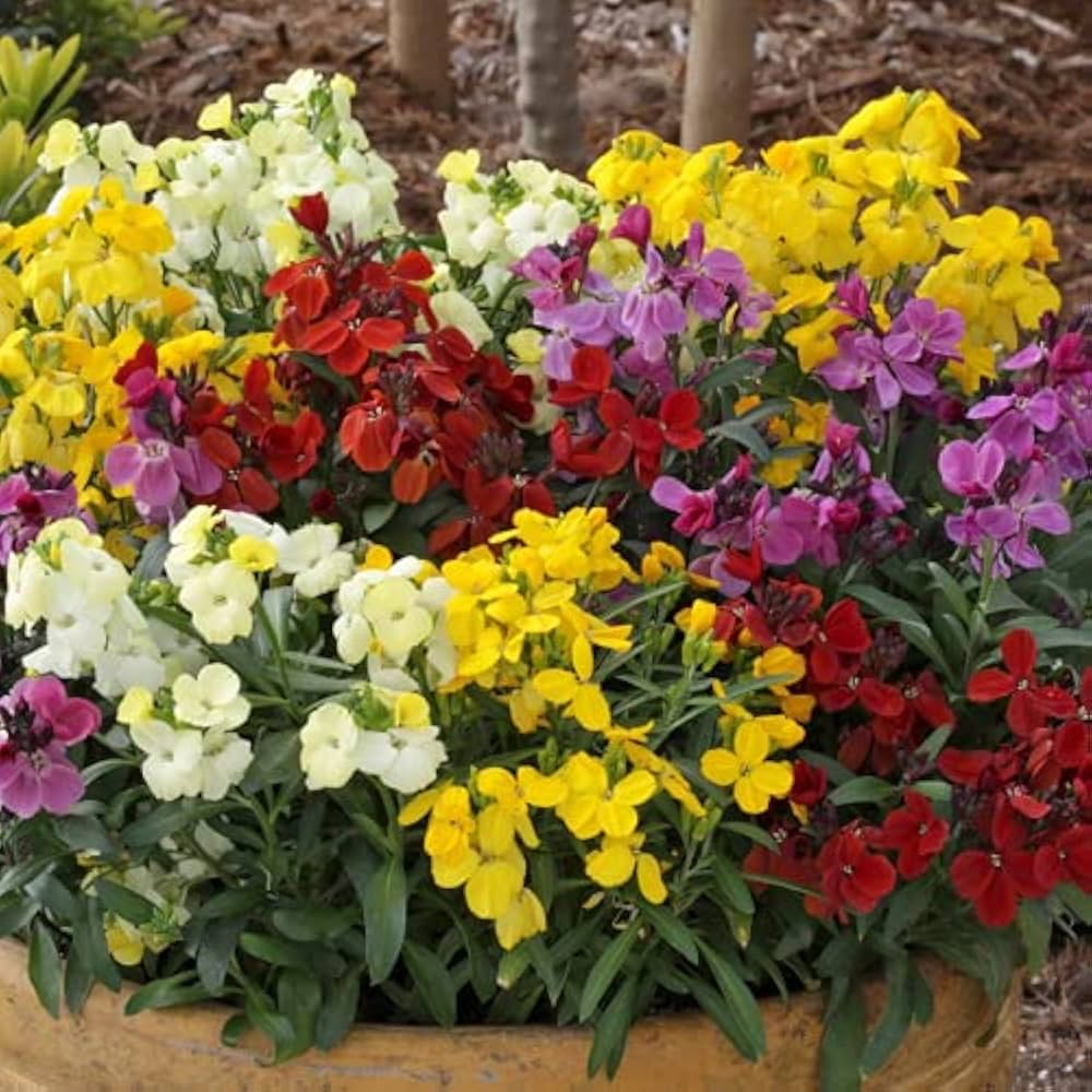 Gemischt Erysimum Blumensamen zur Aussaat – Halbschatten verträglich – Traditionssorte & ohne Gentechnik Samen Hausgarten