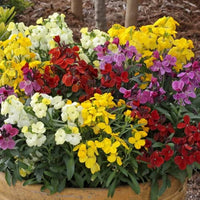Gemischt Erysimum Blumensamen zur Aussaat – Halbschatten verträglich – Traditionssorte & ohne Gentechnik Samen Hausgarten