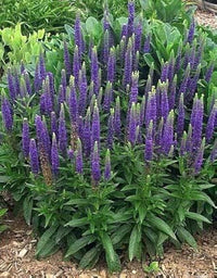 Speedwell Veronica spicata Samen zur Aussaat Blume Rabatten