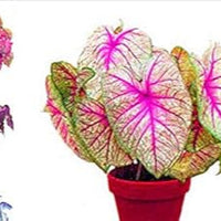 Mixed colour caladium blume samen for anpflanzung - garten favorite, heirloom & gmo free samen for home garten
 
 sale samen for home garten