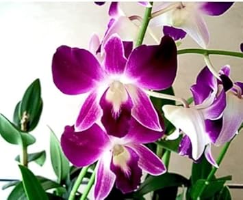 Butterfly orchids weiß violet blume samen for anpflanzung - fragrant blossoms, heirloom & gmo free samen for home garten
 
 sale for anpflanzung in home garten.