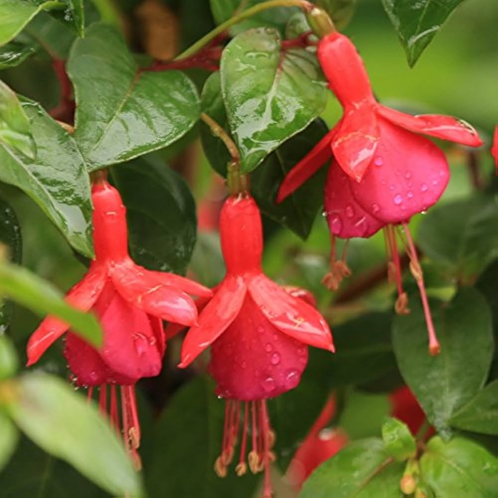 Kastanienrot Rot Fuchsie Blumensamen zur Aussaat Landhaus Garten wichtig Traditionssorte & ohne Gentechnik Samen Hausgarten