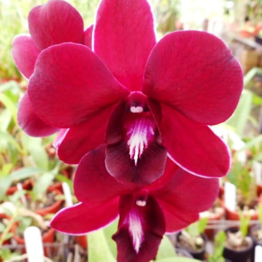 tief Rot Schmetterlingsorchidee Orchidee Blumensamen zur Aussaat hochwertige Qualitäts- Traditionssorte & ohne Gentechnik Samen Hausgarten