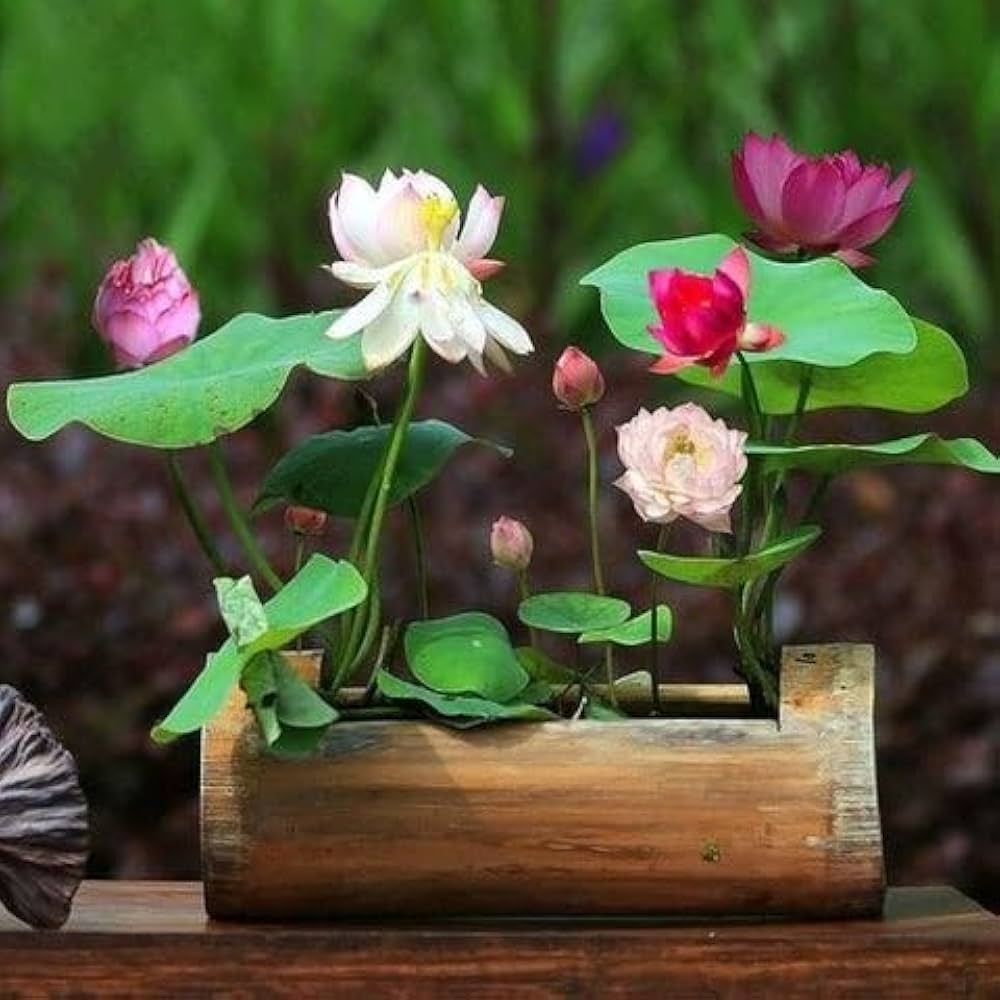 Mini rainbow bonsai blume samen for vibrant, small bonsai blumen